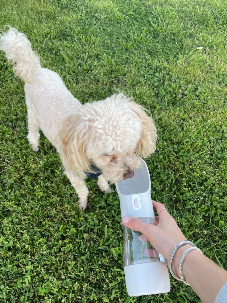 Pet backpack for everyday adventures