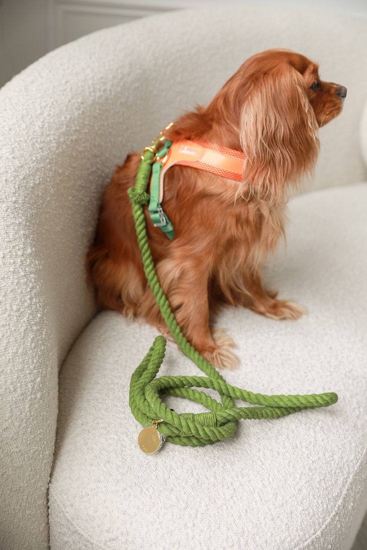 Pet leash detail