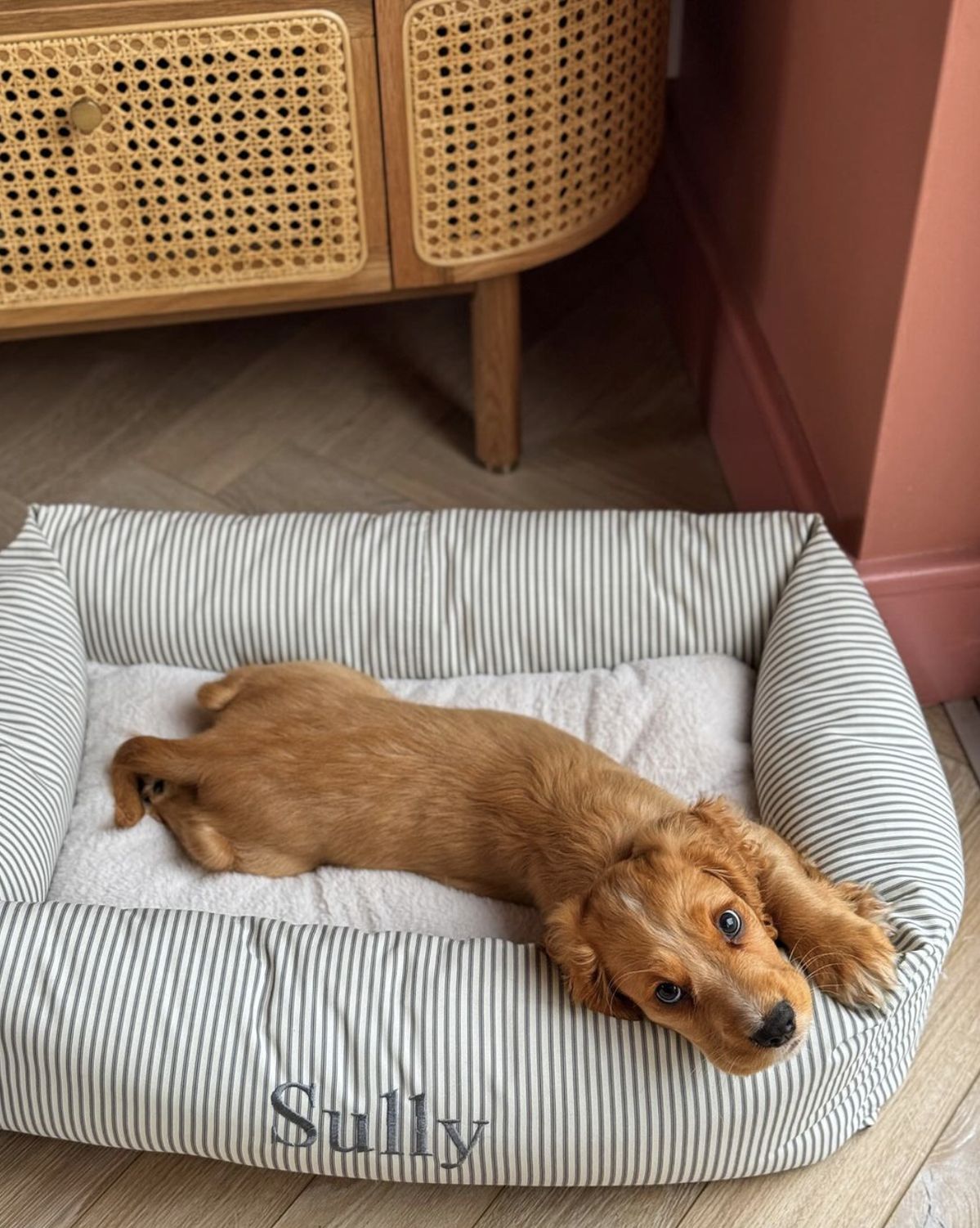 Dog Beds