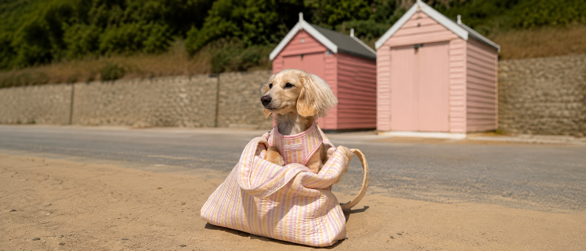 Pet enjoying a relaxed coastal day